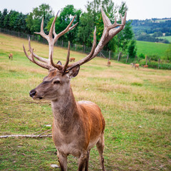 Deer - Wild lebende Tiere