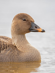 The taiga bean goose (Anser fabalis) is a goose that breeds in northern Europe and Asia. 