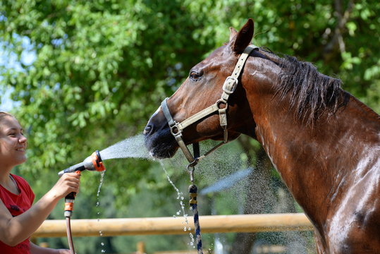 Pferdedusche. Junge Fraue duscht Pferd mit Wasserschlauch ab