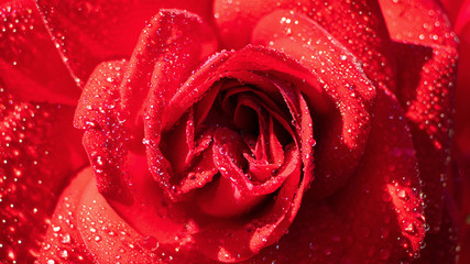 Bright red rose close-up, macro photo. Fresh bud. Bright spring summer banner. The concept of women's day, holiday, celebration, birthday.
