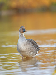 The taiga bean goose (Anser fabalis) is a goose that breeds in northern Europe and Asia. 