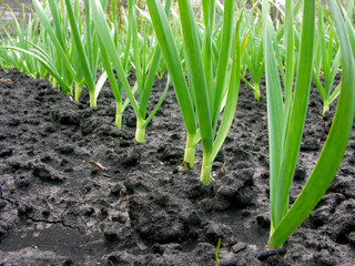 Obraz premium organically cultivated garlic plantation in the vegetable garden 