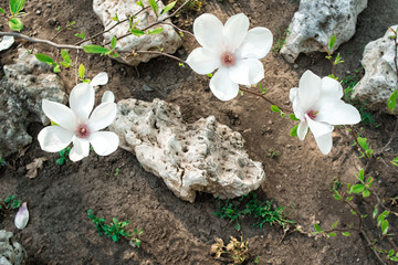 Spring flower of magnolia. Delicate white flowers. long-awaited spring