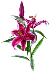 pink lily isolated on white background