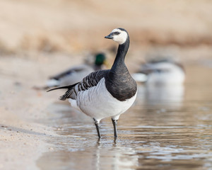  Portrait of a barnacle goose. The barnacle goose (Branta leucopsis) belongs to the genus Branta of black geese. 