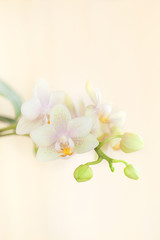 Orchid flower in bloom over a neutral light background.