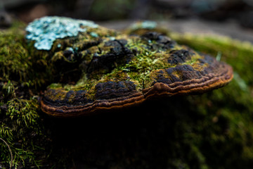 close up of  fungi on a branch