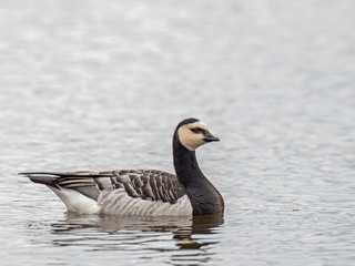  Portrait of a barnacle goose. The barnacle goose (Branta leucopsis) belongs to the genus Branta of black geese. 
