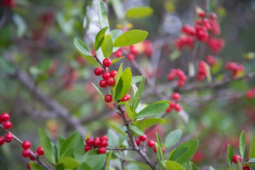Berries of the wolf's bast plant. Daphne mezereum. Large planks of red poisonous berries.