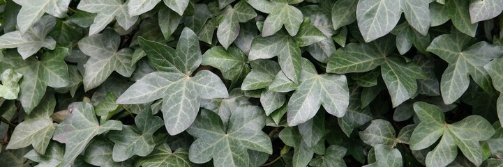 Evergreen ivy plant leaves texture