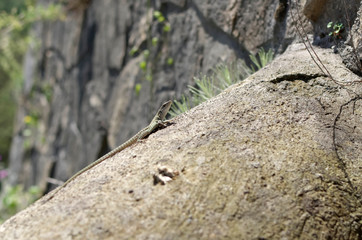 small lizard on rock nature detail summer photo