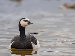  Portrait of a barnacle goose. The barnacle goose (Branta leucopsis) belongs to the genus Branta of black geese. 