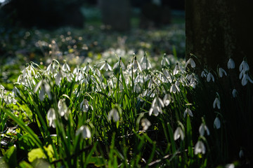 Backlit snowdrops in a graveyard