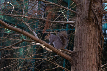 A squirrel in a tree next to a glass building.