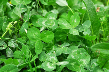 Morning dew on green clover. Green grass, green meadow in the sunlight