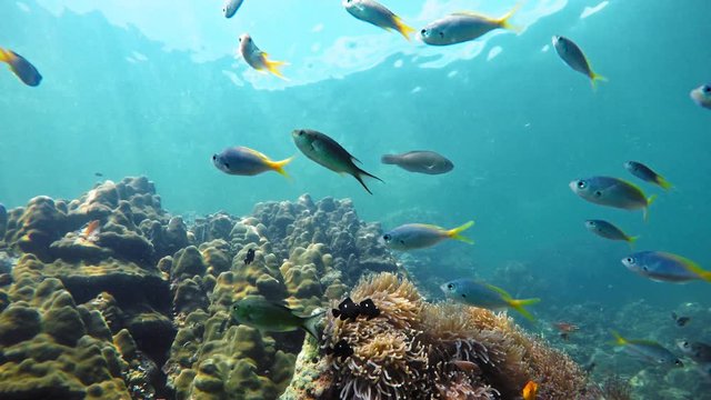 The beautiful ocean diversity beneath the waves of Thailand - underwater shot