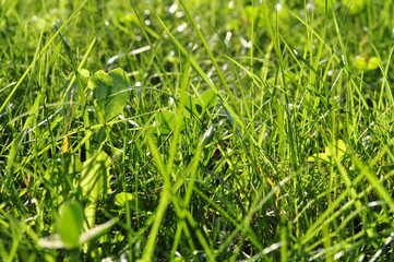 Green grass, green meadow in the sunlight