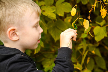 Change the color of the leaves in autumn from yellow to green. Boy paints the leaves.