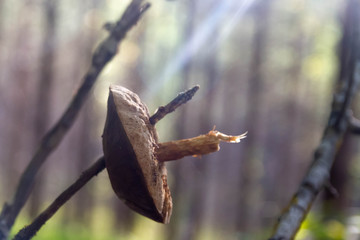 The mushroom hangs on a tree branch. The food proteins in .