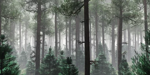 Photo sur Plexiglas Gris foncé Arbres dans le brouillard. La fumée dans la forêt le matin. Un matin brumeux parmi les arbres. rendu 3D