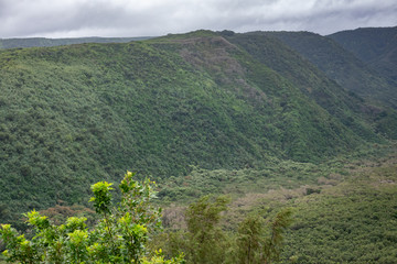 Obraz premium Kohala, Hawaii, USA. - January 15, 2020: Green forested flanks of Pololu valley with small band of gray cloudscape on top. 