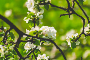 There are a lot of white blossoms on the Apple tree. Fluffy delicate petals on thin branches and green leaves. Spring mood and beautiful nature.