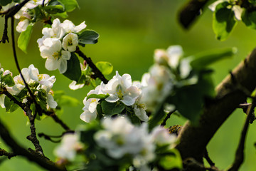 There are a lot of white blossoms on the Apple tree. Fluffy delicate petals on thin branches and green leaves. Spring mood and beautiful nature.