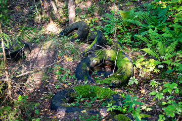 Old tires from the car overgrown with moss. Tires abandoned in the woods.