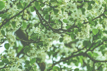There are a lot of white blossoms on the Apple tree. Fluffy delicate petals on thin branches and green leaves. Spring mood and beautiful nature.