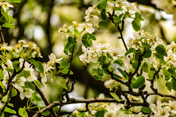 There are a lot of white blossoms on the Apple tree. Fluffy delicate petals on thin branches and green leaves. Spring mood and beautiful nature.