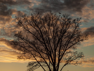Fototapeta na wymiar Tree silhouette at dusk with birds