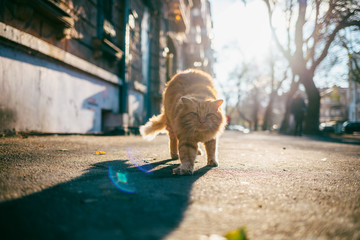 Fluffy red cat stretching on city street
