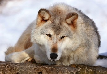 Obraz premium The Timber wolf, also known as the gray wolf, is a large canine native to Eurasia and North America. It is the largest extant member of Canidae, with males averaging 40 kg and females 37 kg.