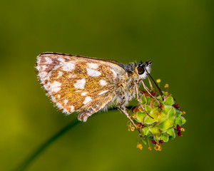 orange butterfly on a green flower