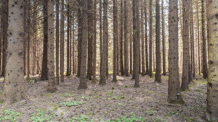 Forest in early spring in the central part of Sweden. selective focus