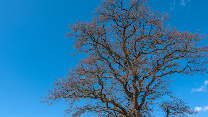 The sky shines through the branches of trees.
