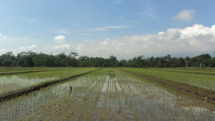 paddy fields