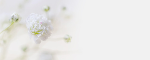 Flower banner. Small lush elegant white flower gypsophila on a pastel background. The concept of spring, summer, women's day, Valentine's day, wedding, holiday, birthday.