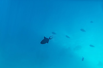 Silhouette of fish in the sea