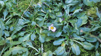 Anomalies of nature. Flowers in the winter. Russia Kaliningrad 02/06/2020