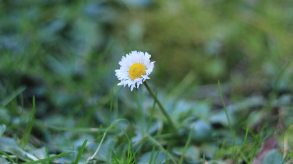 Anomalies of nature. Flowers in the winter. Russia Kaliningrad 02/06/2020