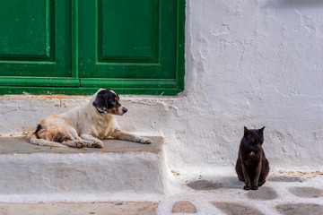 Cat and dog sitting together outside a house in Mykonos island, Greec
