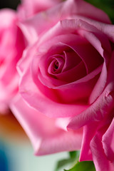 vertical close up of blooming pink rose Suitable for valentines day. 