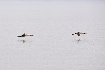 Two Great crested grebe in flight, Adolfosee Lake, Germany ( Podiceps cristatus ) Water bird	