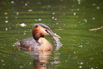 Great crested grebe in Adolfosee Lake, Germany ( Podiceps cristatus ) Water bird	