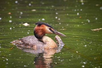 Great crested grebe in Adolfosee Lake, Germany ( Podiceps cristatus ) Water bird	