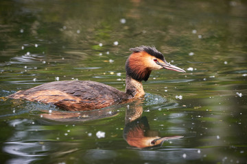 Great crested grebe in Adolfosee Lake, Germany ( Podiceps cristatus ) Water bird	
