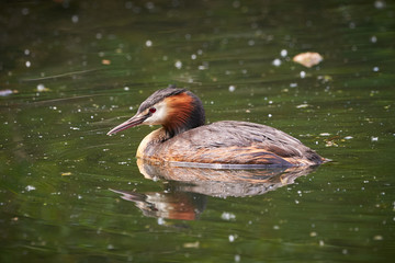 Great crested grebe in Adolfosee Lake, Germany ( Podiceps cristatus ) Water bird	