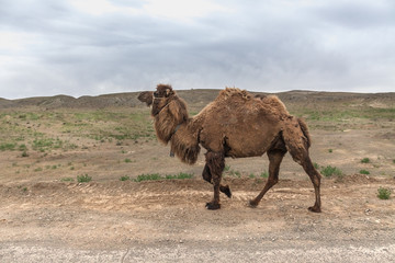 camels in the Ustyurt Plateau. District of Boszhir. The bottom of a dry ocean Tethys. Rocky...