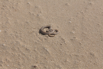 Fototapeta na wymiar water snake crawls on the sand. water snake crawls on the sand.